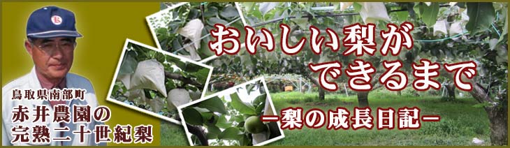 おいしい梨ができるまで〜梨の成長日記〜