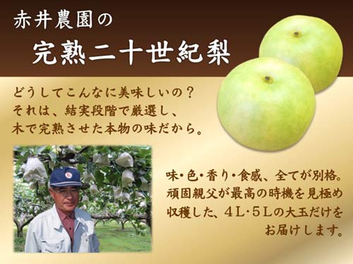 赤井農園の完熟二十世紀梨
