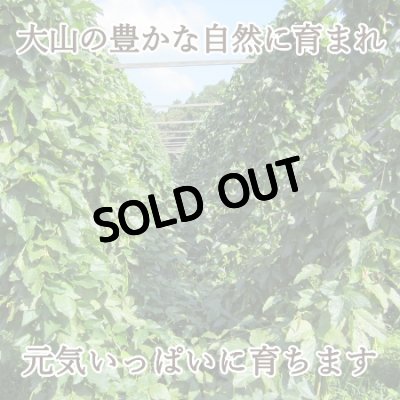 【なったんのなたまめっ茶】大山の豊かな自然に育まれ、元気いっぱいに育ちます