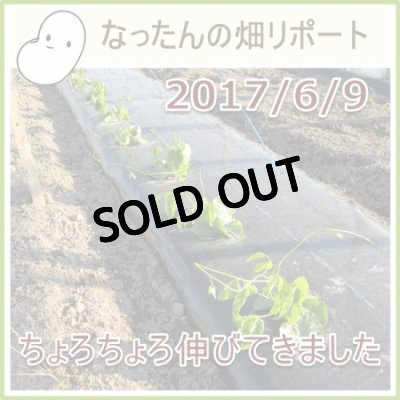 なったんの【大山のなたまめ畑リポート】2017/6/9ちょろちょろ伸びてきました
