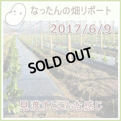 なったんの【大山のなたまめ畑リポート】2017/6/9見渡すとこんな感じ