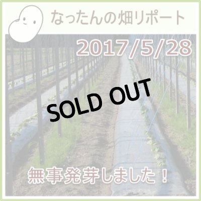 なったんの【大山のなたまめ畑リポート】2017/5/28無事発芽しました！