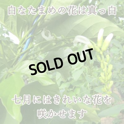 【なったんのなたまめっ茶】白なたまめの花は真っ白、七月にはきれいな花を咲かせます