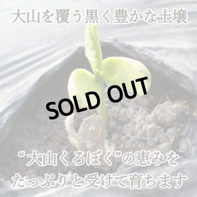 【なったんのなたまめっ茶】大山を覆う黒く豊かな土壌“大山くろぼく”の恵みをたっぷりと受けて育ちます