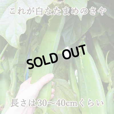 【なったんのなたまめっ茶】これが白なたまめのさや。長さは30〜40cmくらい