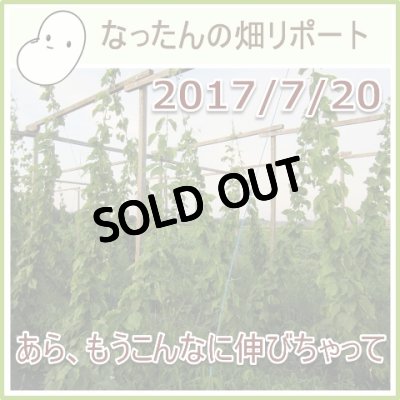 なったんの【大山のなたまめ畑リポート】2017/7/20 あら、もうこんなに伸びちゃって