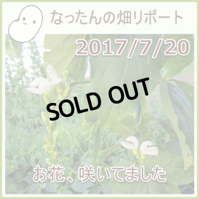 なったんの【大山のなたまめ畑リポート】2017/7/20 お花、咲いてました