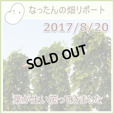 なったんの【大山のなたまめ畑リポート】2017/8/20葉が生い茂ってきました