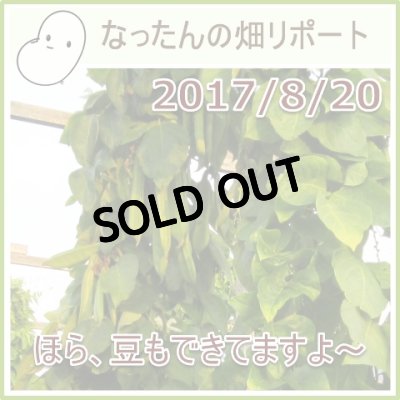 なったんの【大山のなたまめ畑リポート】2017/8/20ほら、豆もできてますよ〜