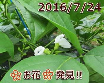 2016/7/24 お花、発見!!